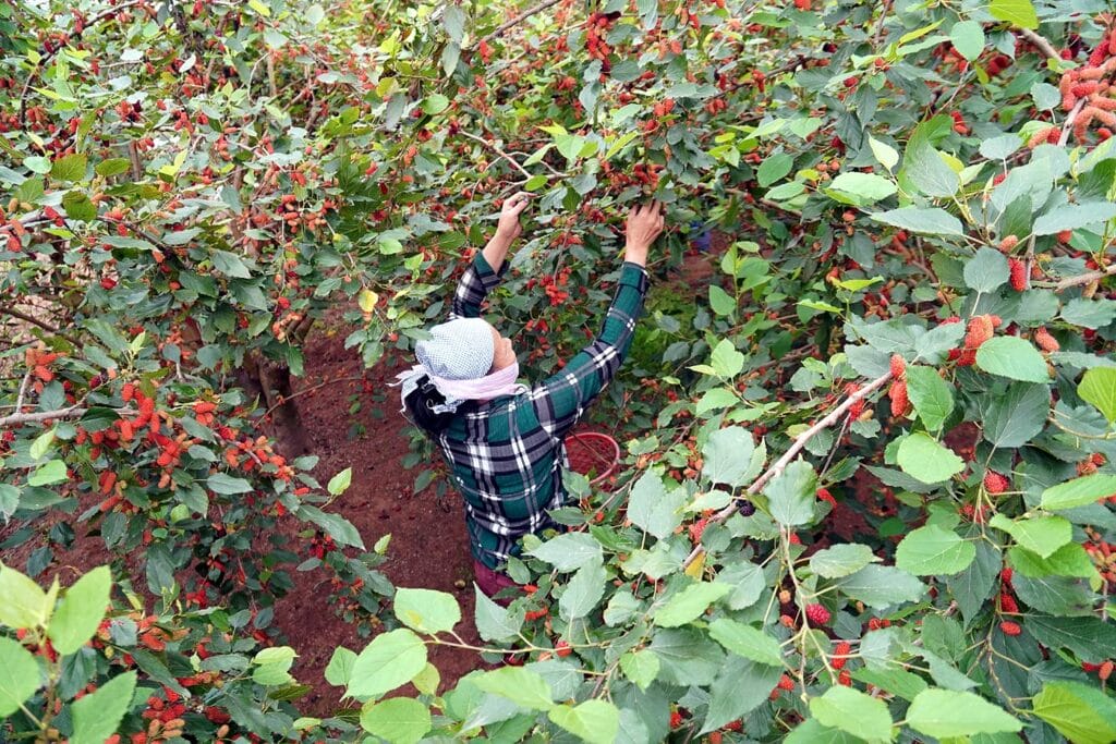 Lụa tơ tằm Hội An – Hành trình khám phá nét đẹp truyền thống qua từng sợi tơ