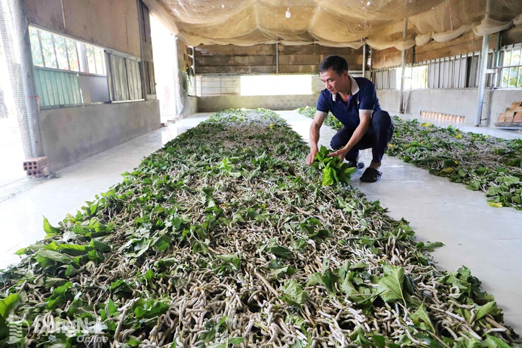 Lụa tơ tằm Hội An – Hành trình khám phá nét đẹp truyền thống qua từng sợi tơ